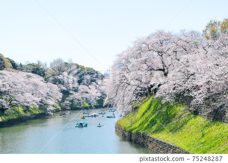 櫻花在千代gabuchi，東京盛開 75248287