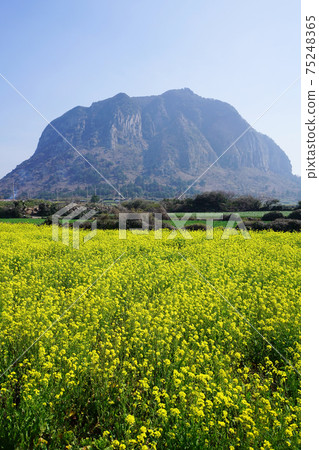 Sanbangsan and rape blossoms 75248365