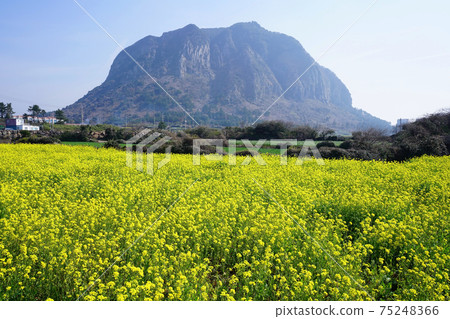 Sanbangsan and rape blossoms 75248366