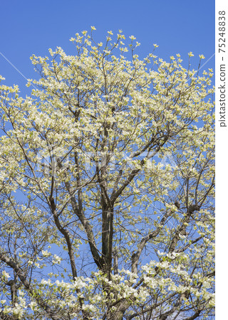 Dogwood in the blue sky Dogwood roadside trees Dogwood in the blue sky Dogwood roadside trees 75248838