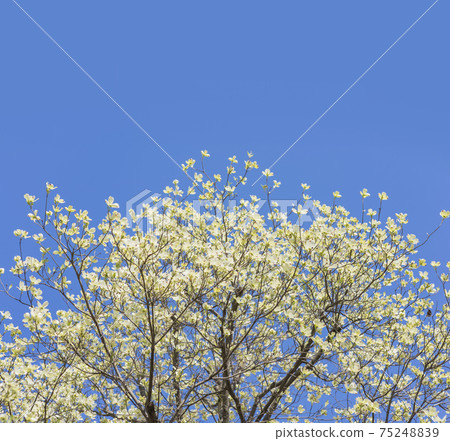 山茱wood在蔚藍的天空山茱wood路邊的樹木 山茱wood在蔚藍的天空山茱wood路邊的樹木 75248839