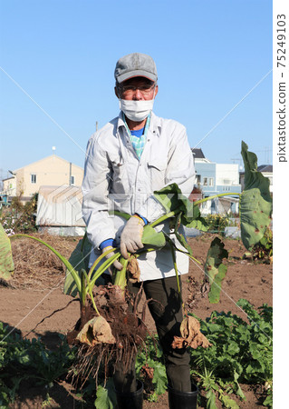 Senior man harvesting taro 75249103