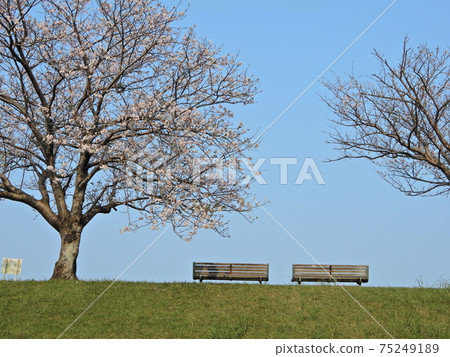 Cherry blossoms on the banks of the Oyodo River Cherry blossoms on the banks of the Oyodo River 75249189