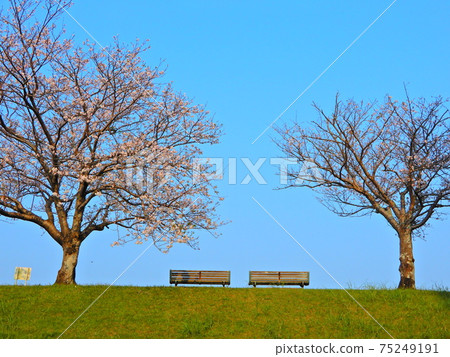 Cherry blossoms on the banks of the Oyodo River 75249191