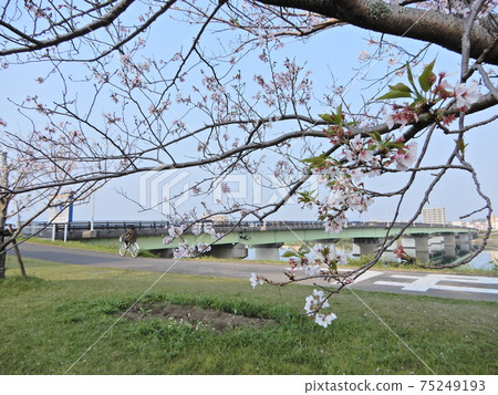Cherry blossoms on the banks of the Oyodo River 75249193