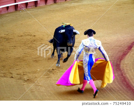 Cow and bullfighter 4 75249410
