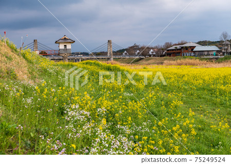 Spring scenery of spring rape blossoms swaying in the wind Spring scenery of spring rape blossoms swaying in the wind 75249524