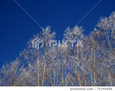 Shirakaba forest in Asahikawa, Hokkaido Shirakaba forest in Asahikawa, Hokkaido 75249986