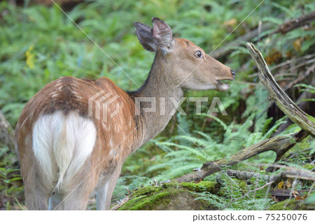Female sika deer 75250076