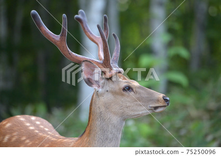 Male of Ezoshima 75250096