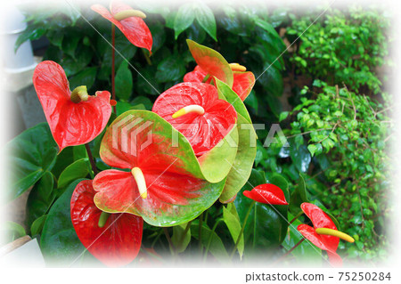 Botanical garden 75250284