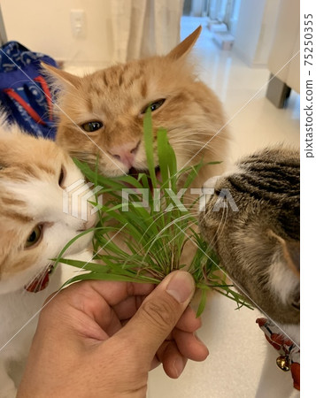 Cats flocking to cat grass 75250355