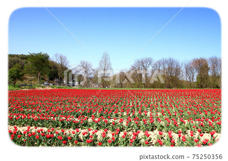 Tulip Tulip 75250356
