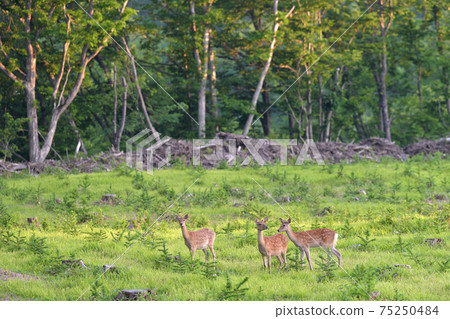 Flock of Ezoshima Flock of Ezoshima 75250484