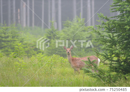 Female sika deer Female sika deer 75250485