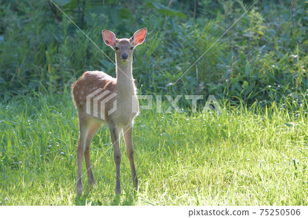 母梅花鹿 75250506