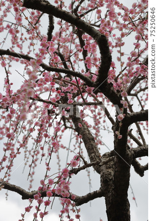 Weeping plum garden full of taste Kakegawa Tatsuo Shrine 75250646