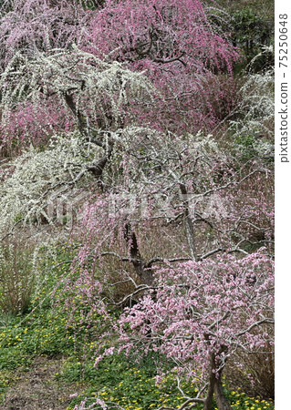 垂釣掛川達雄神社的垂枝梅園 75250648