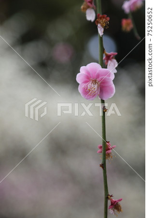 Weeping plum garden full of taste Kakegawa Tatsuo Shrine 75250652