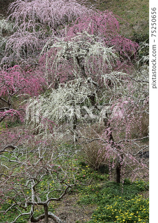 Weeping plum garden full of taste Kakegawa Tatsuo Shrine 75250656