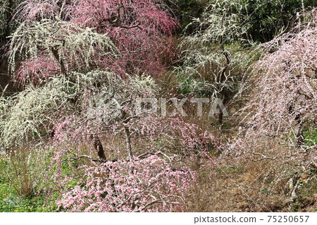 垂釣掛川達雄神社的垂枝梅園 75250657