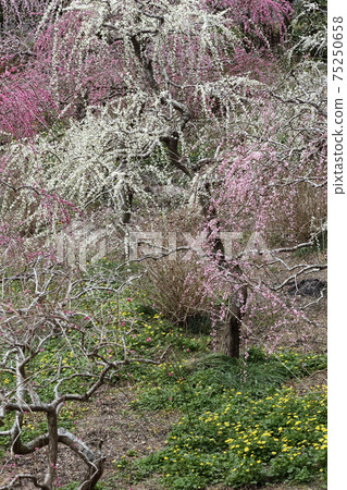 垂釣掛川達雄神社的垂枝梅園 75250658
