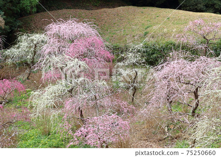 垂釣掛川達雄神社的垂枝梅園 75250660
