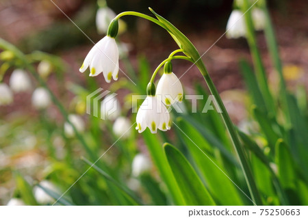 Snowflake blooming in the flower garden Kakegawa Tatsuo Shrine 75250663