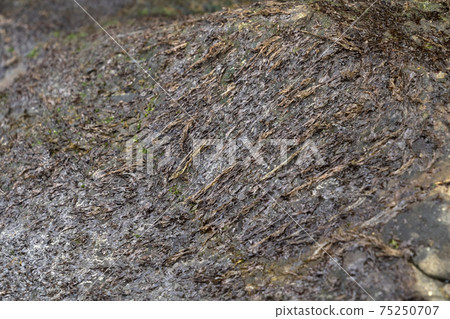 Nori seaweed 75250707