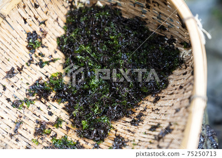Rock Nori 75250713