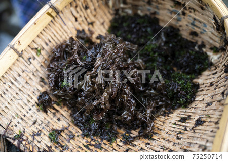 Rock Nori Rock Nori 75250714