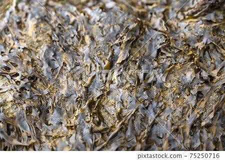 Nori seaweed 75250716