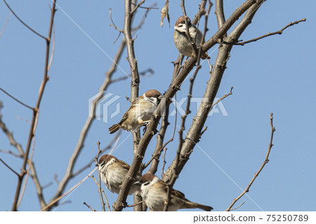 A sparrow that perches on a twig and rests its wings in February A sparrow that perches on a twig and rests its wings in February 75250789