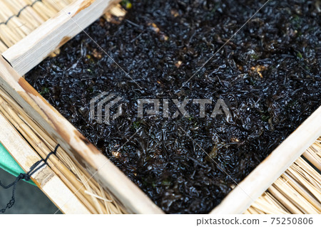 Rock seaweed making plate seaweed Rock seaweed making plate seaweed 75250806