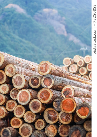 Accumulated wood Accumulated wood 75250855