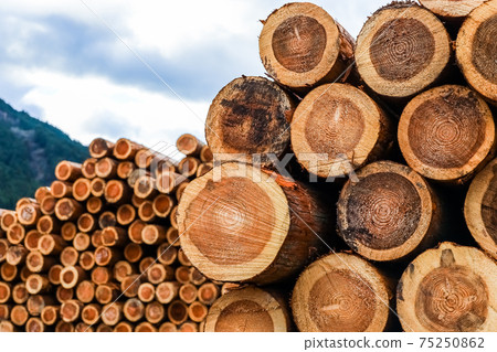 Accumulated wood 75250862