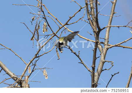 Great tit singing seeds on branches February 75250951