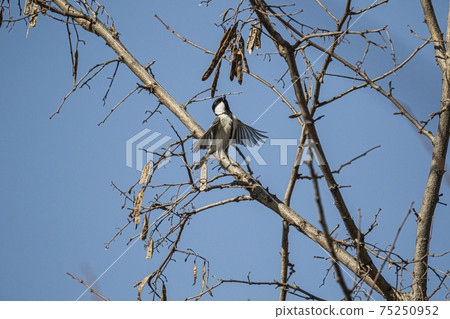 大山雀在樹枝上唱歌種子 75250952