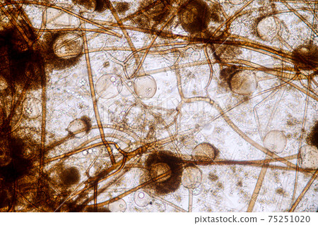 Characteristics of Rhizopus is a genus of common saprophytic fungi on Slide under the microscope for education. 75251020