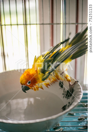 Sun conure playing water happily Sun conure playing water happily 75251133