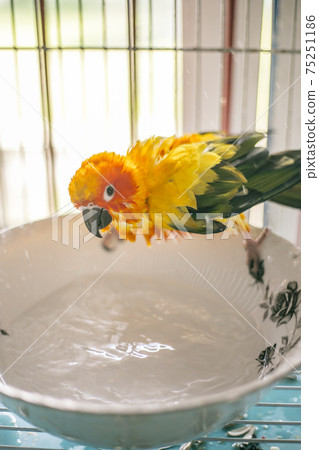 Sun conure playing water happily Sun conure playing water happily 75251186