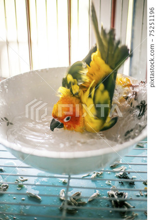 Sun conure playing water happily Sun conure playing water happily 75251196