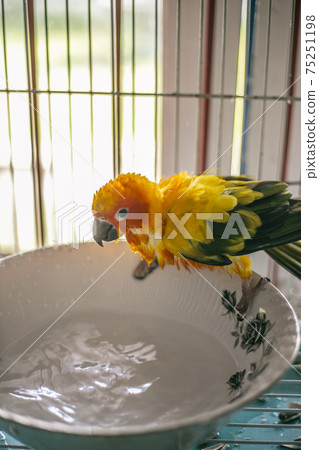 Sun conure playing water happily Sun conure playing water happily 75251198