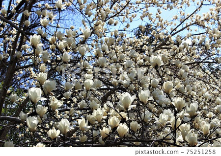 Magnolia is a large white flower in full bloom that heralds spring Magnolia is a large white flower in full bloom that heralds spring 75251258