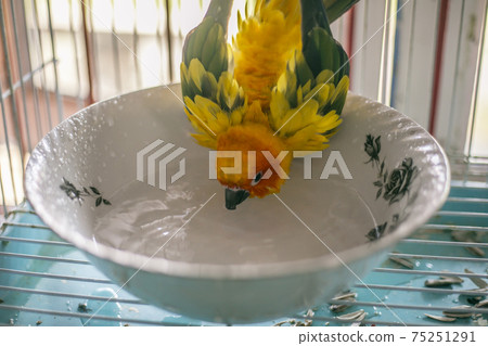 Sun conure playing water happily Sun conure playing water happily 75251291