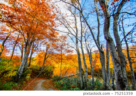 Jizo池塘秋葉 75251359