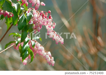 Caterpillar flowers Caterpillar flowers 75251400