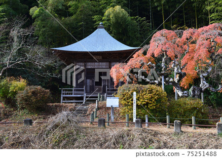 我去看了中上ado哭泣的Momiji#3 我去看了中上ado哭泣的Momiji#3 75251488