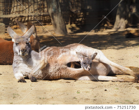 [袋鼠]其餘的袋鼠媽媽和嬰兒袋鼠 75251730