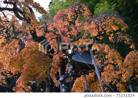 我去看中kamado哭泣的Momiji#17 我去看中kamado哭泣的Momiji#17 75251824